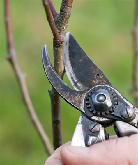 Outils de taille pour arbres fruitiers
