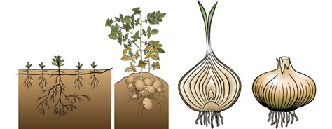 Types de tiges souterraines : rhizome, tubercule, bulbe, corme