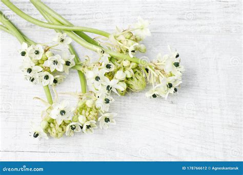 Fleur d'Ornithogalum arabicum