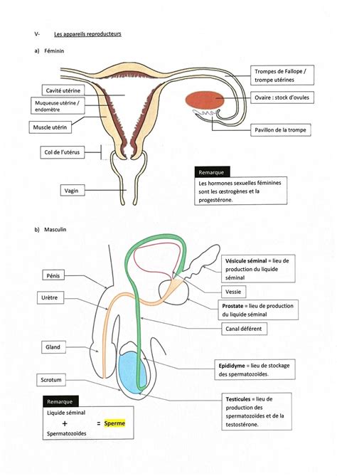Schéma de l'appareil reproducteur masculin et production de sperme