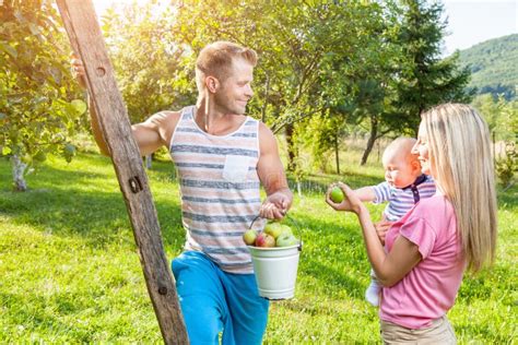 Cueillette de pommes en famille