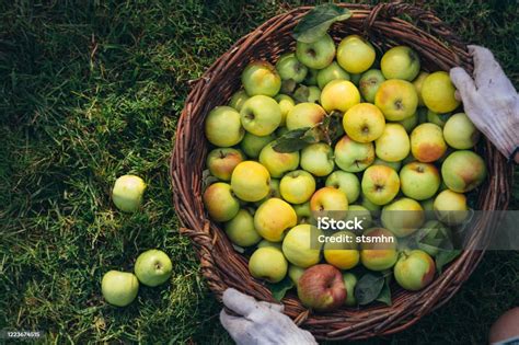 Panier de pommes fraîchement cueillies