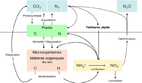 Représentation visuelle des cycles de l'azote et du carbone dans le sol