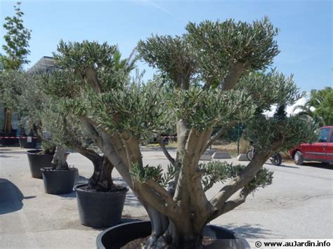 Olivier d'ornement en pot
