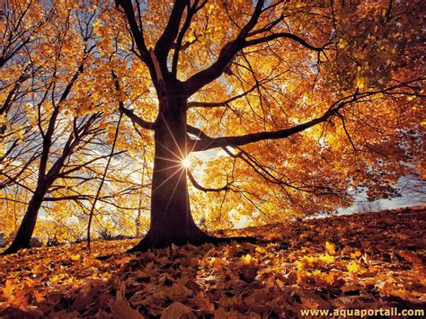 Paysage d'oliveraie méditerranéenne en automne
