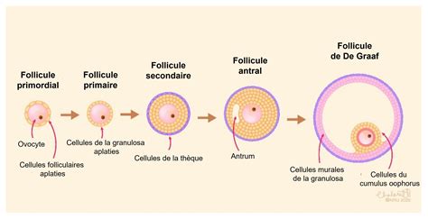 Schéma illustrant les étapes de maturation de l'olive