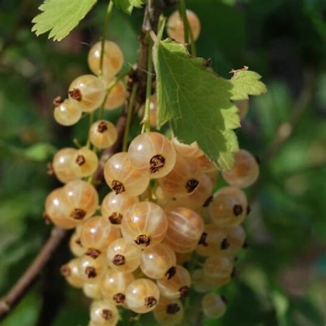 Groseillier Cerise Blanche en période de fructification estivale