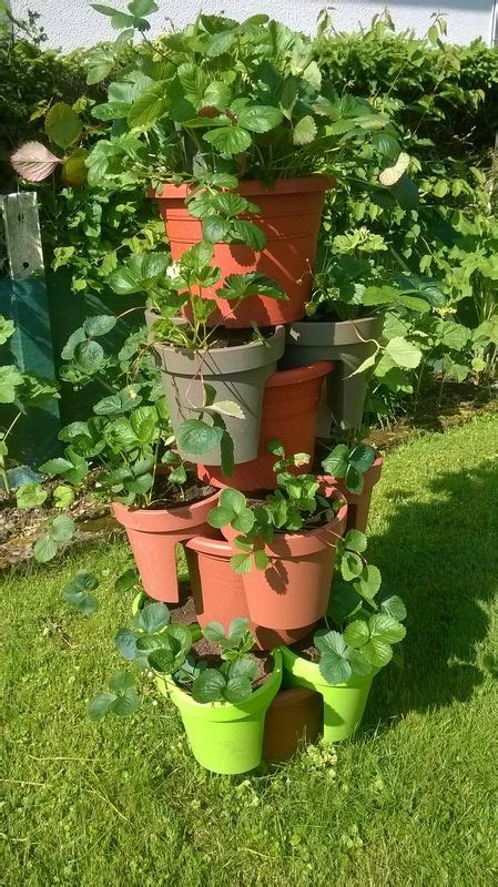 Schéma d'organisation d'un balcon avec fraisiers et framboisiers en pots