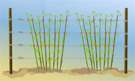 Détail d'un système de palissage pour framboisiers en pot