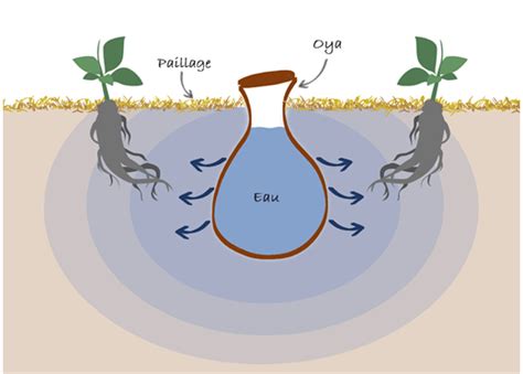 Schéma illustrant le fonctionnement par capillarité d'une oya enterrée diffusant l'eau aux racines