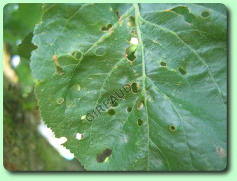 Schéma illustrant les principaux symptômes des maladies de l'abricotier : feuilles boursouflées, fruits momifiés, gommose sur le tronc