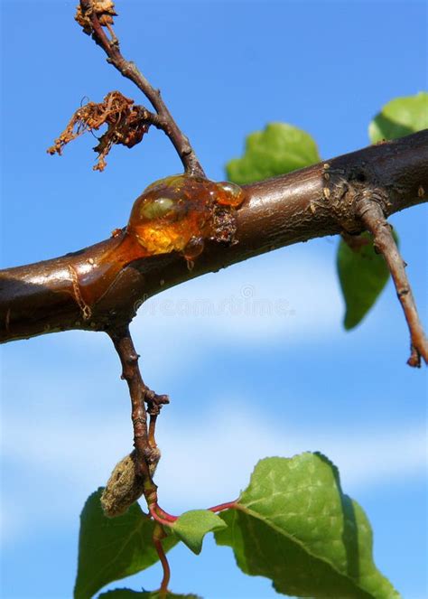 Photo macroscopique montrant l'écoulement de gomme ambrée sur une branche d'abricotier
