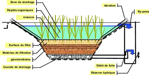 Schéma illustrant un aquarium planté équilibré avec différentes zones de plantation