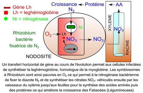 Schéma des nodosités racinaires et fixation de l'azote