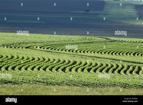 Paysage agricole diversifié avec des champs cultivés et un verger