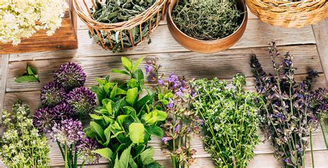 Jardin botanique avec diverses variétés de plantes aromatiques et médicinales