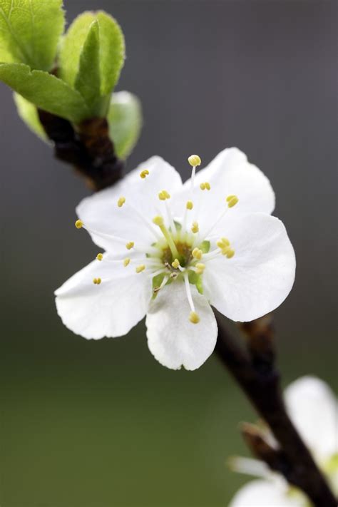 Gros plan sur les fleurs blanches du prunier Prune d'Ente en pleine floraison