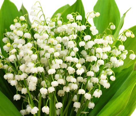Fleurs de muguet en gros plan