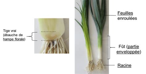 Schéma botanique du poireau