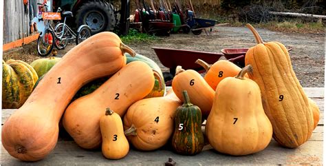 variétés de courges musquées