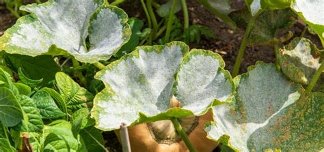 maladies courges