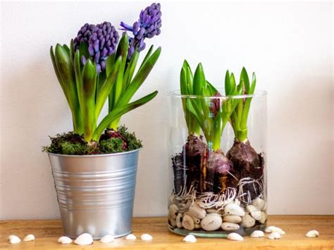 Jacinthes en fleurs dans des vases en verre sur une table hivernale