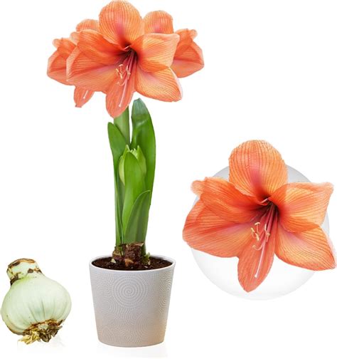 Composition de bulbes d'amaryllis avec de la cire et des décorations dorées