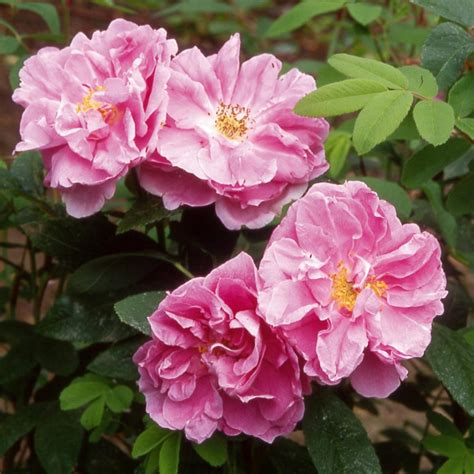 Rosier Thérèse Bugnet en pleine floraison