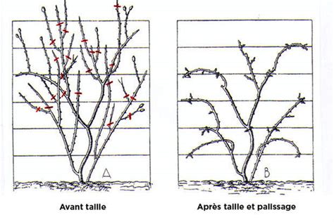 Schéma des différentes coupes de taille de rosiers