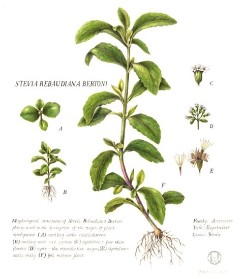 Plante de Stevia rebaudiana Bertoni