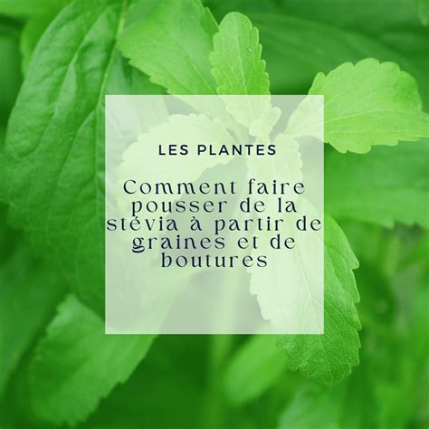 Différence entre la feuille de stévia brute et l'extrait purifié