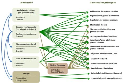 Schéma des différents usages du chèvrefeuille