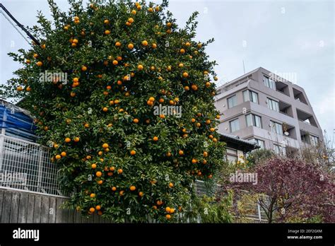 Arbre fruitier urbain