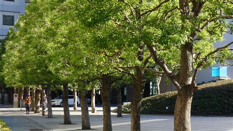 Planter des arbres en ville