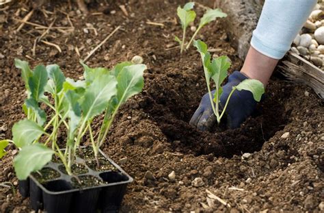 Un jardinier observant le ciel avant de planter des semis