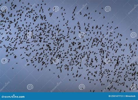 Des oiseaux volant bas avant une averse