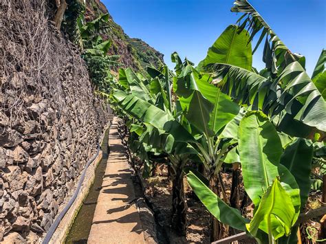 Vue panoramique des plantations de bananiers en terrasses à Buenavista del Norte, Tenerife