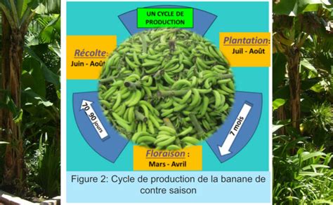 Infographie comparant le volume de production de la banane de Tenerife face aux autres cultures comme la vigne