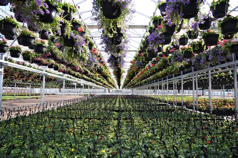 Vue panoramique d'une serre horticole professionnelle avec des fleurs de saison