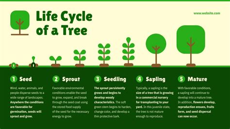 Infographic: Lifecycle of a fruit tree from seedling to maturity