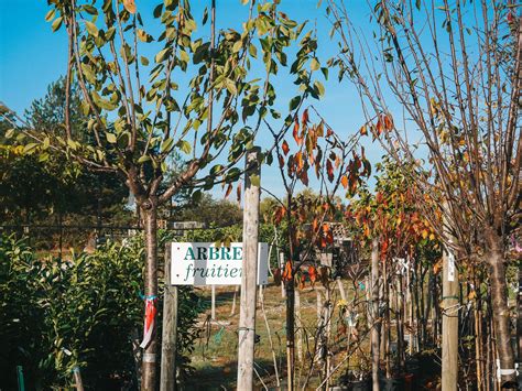 Pépinière et arbres fruitiers en Haute-Loire