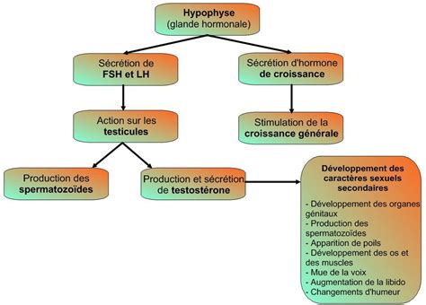 Représentation des changements hormonaux à la puberté