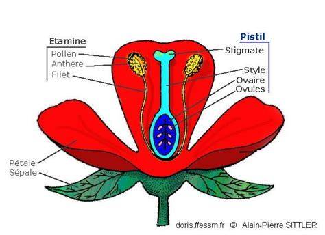 Schéma anatomique d'une fleur de tomate montrant le cône d'étamines et le pistil