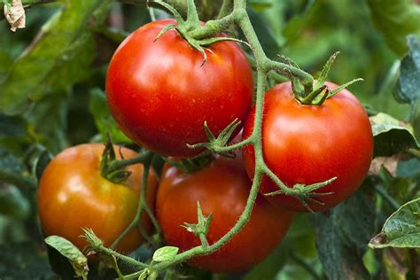 Tomates Minibel mûres prêtes à être récoltées