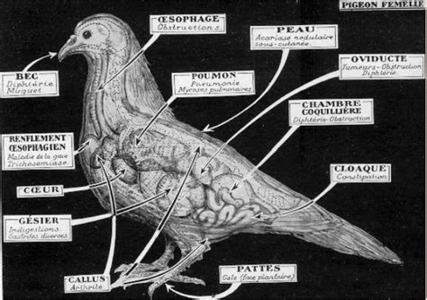 Pigeon nourrissant son pigeonneau avec du lait de jabot