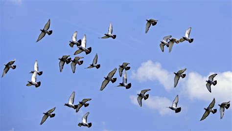 Pigeon voyageur en vol