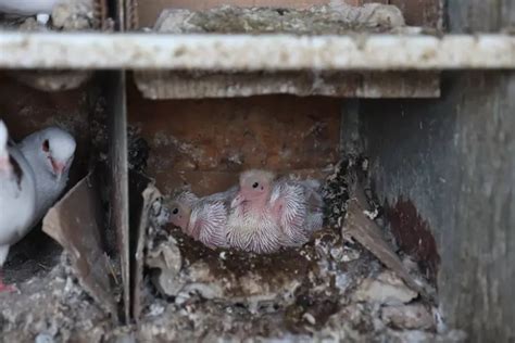 Pigeonneaux d'une quinzaine de jours