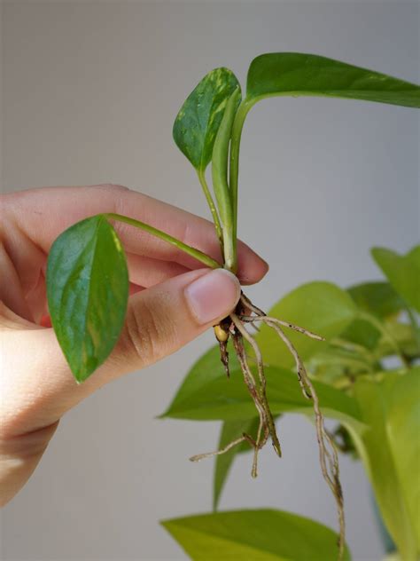 Illustration d'un Pothos bien tuteuré avec des lianes grimpant sur un support décoratif