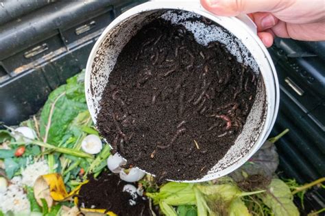 Types de vers de compost