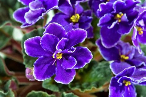 fleurs de saintpaulia aux couleurs variées